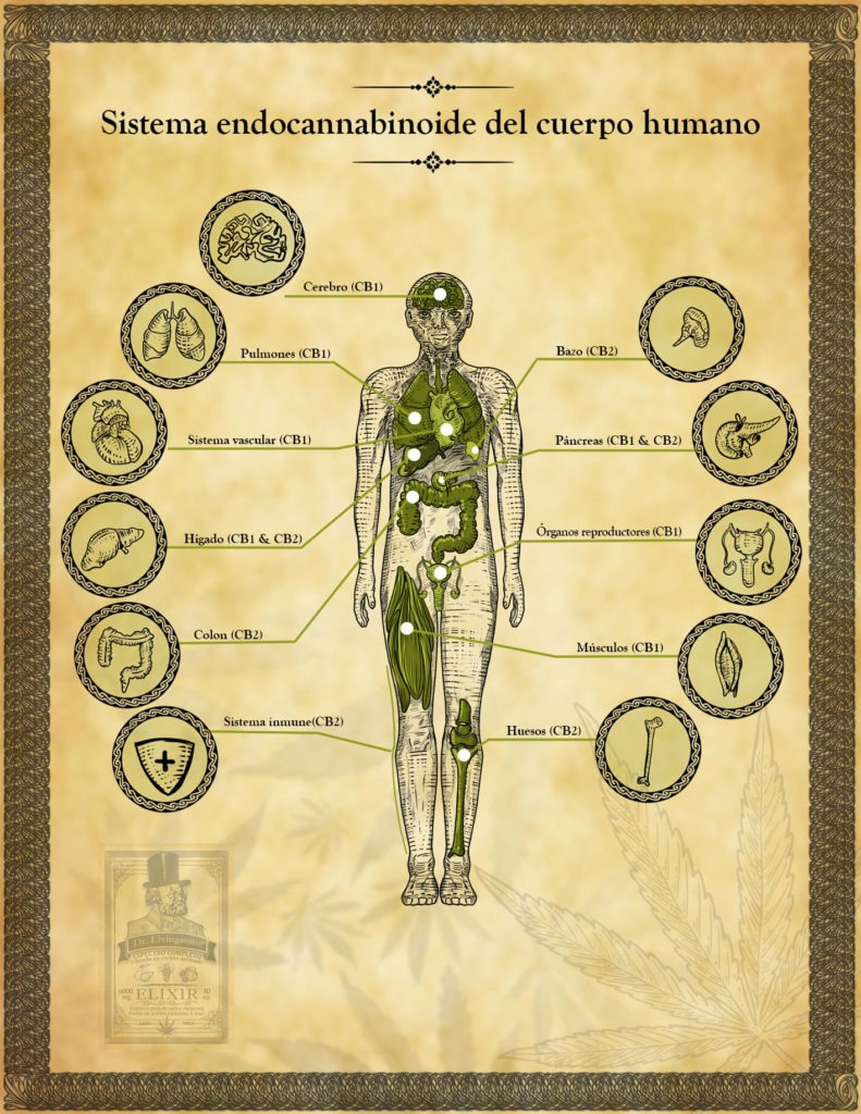 Sistema Endocannabioide